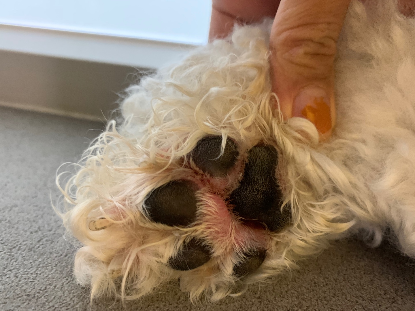 The Ultimate Guide to Choosing a Pet Skin Cream for Dry, Itchy Skin