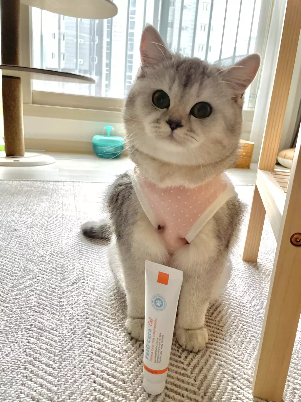 Why Your Cat Might Need a Skin Cream and What to Look for in the Right One