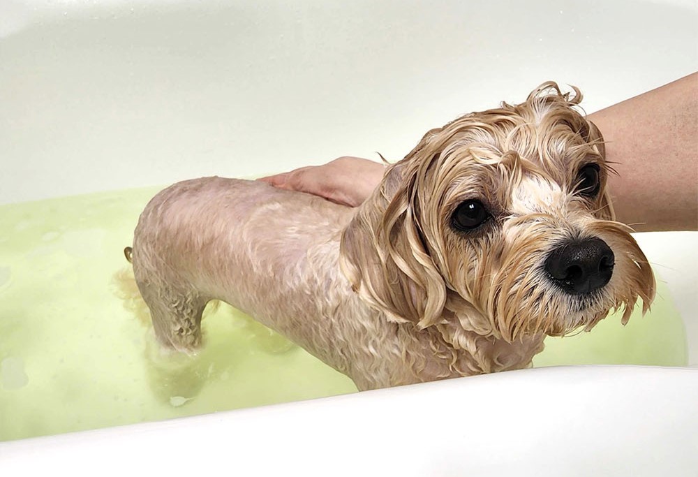 The Soothing Splash: A Look at Baths for Your Beloved Dog