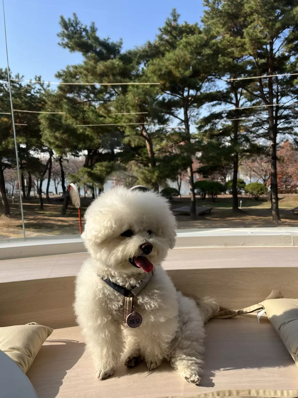 Dog Dandruff Be Gone: We Tested a Pet Skin Spray on Our Itchy Pup